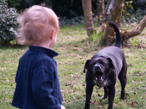 88247416_1339570172_dogbite_photo2.jpg